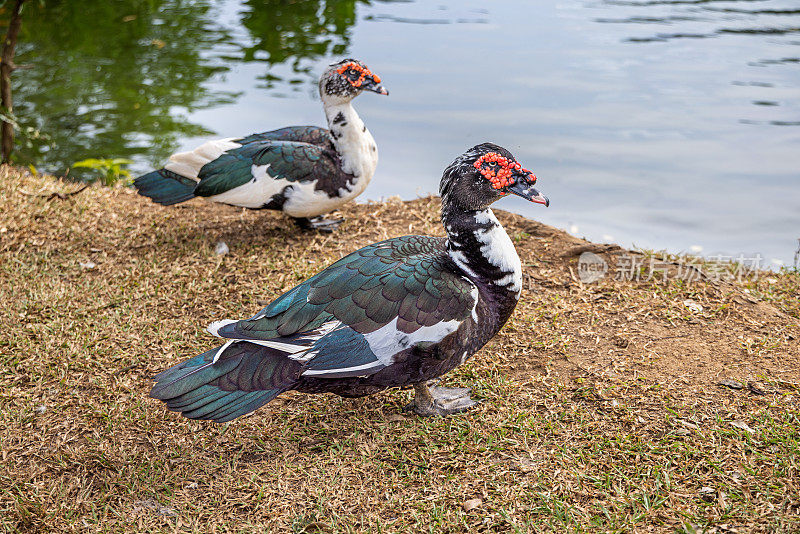 Two barbary or muscovy ducks (Cairina moschata) beside a lake